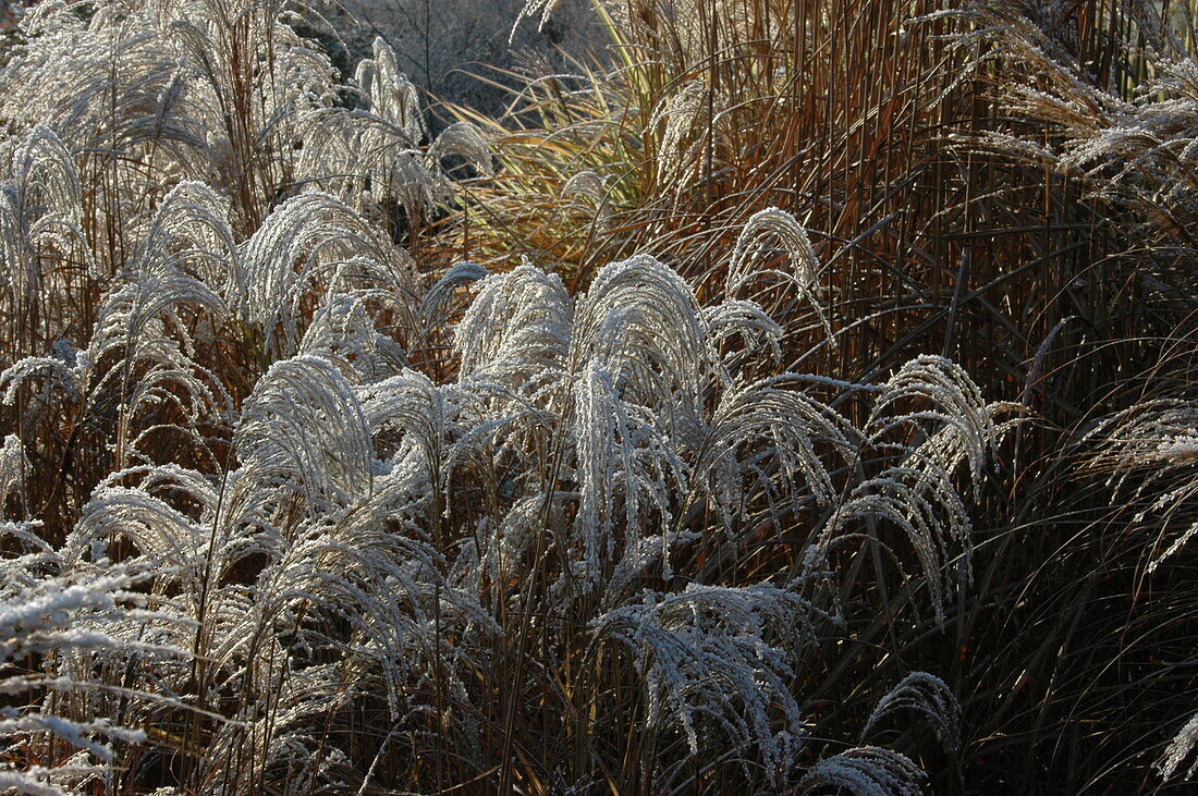 Miscanthus sinensis