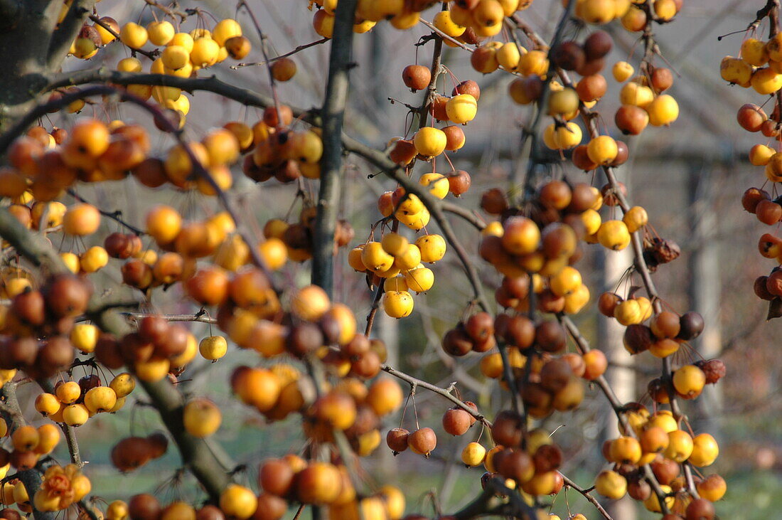 Malus x zumi 'Golden Hornet