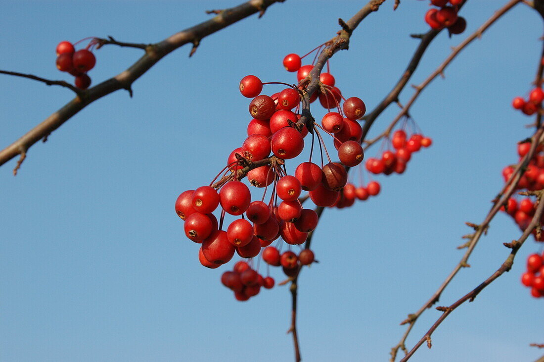 Malus 'Robinson'