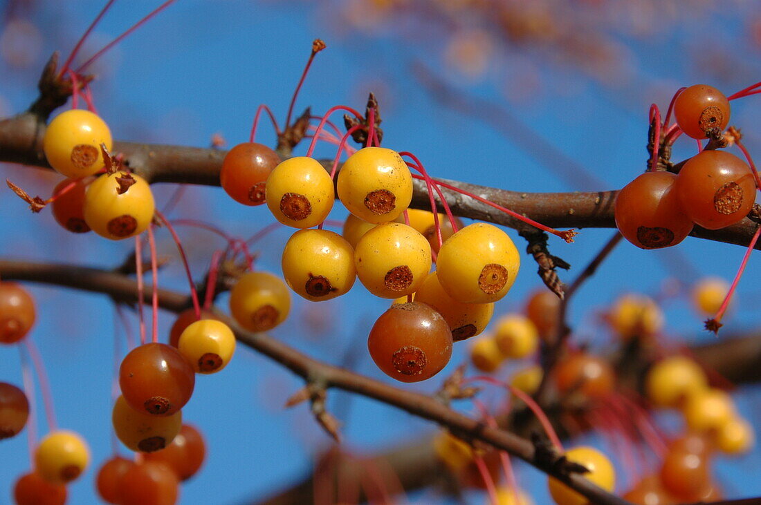 Malus 'Coccinella'®