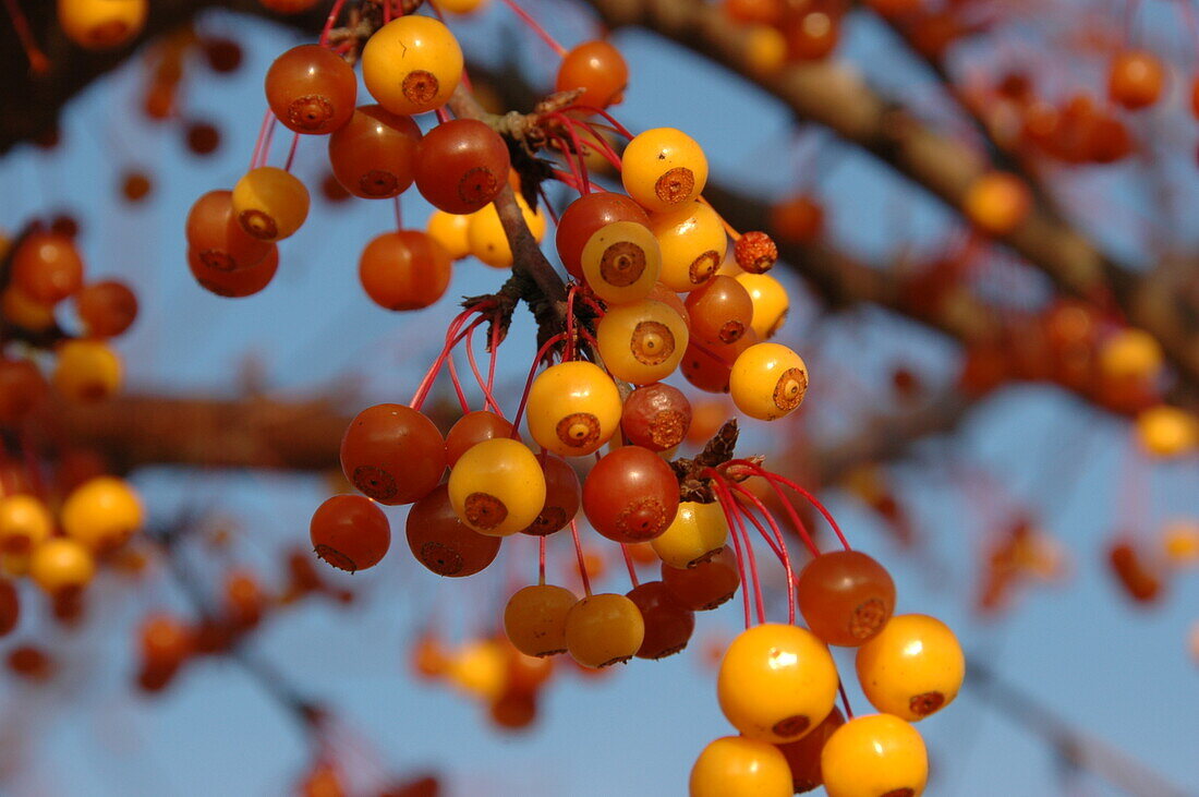 Malus 'Coccinella'®