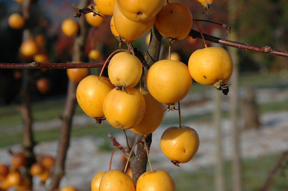 Malus x zumi 'Golden Hornet'