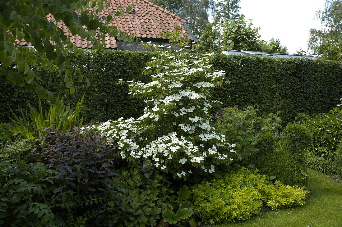 Cornus kousa