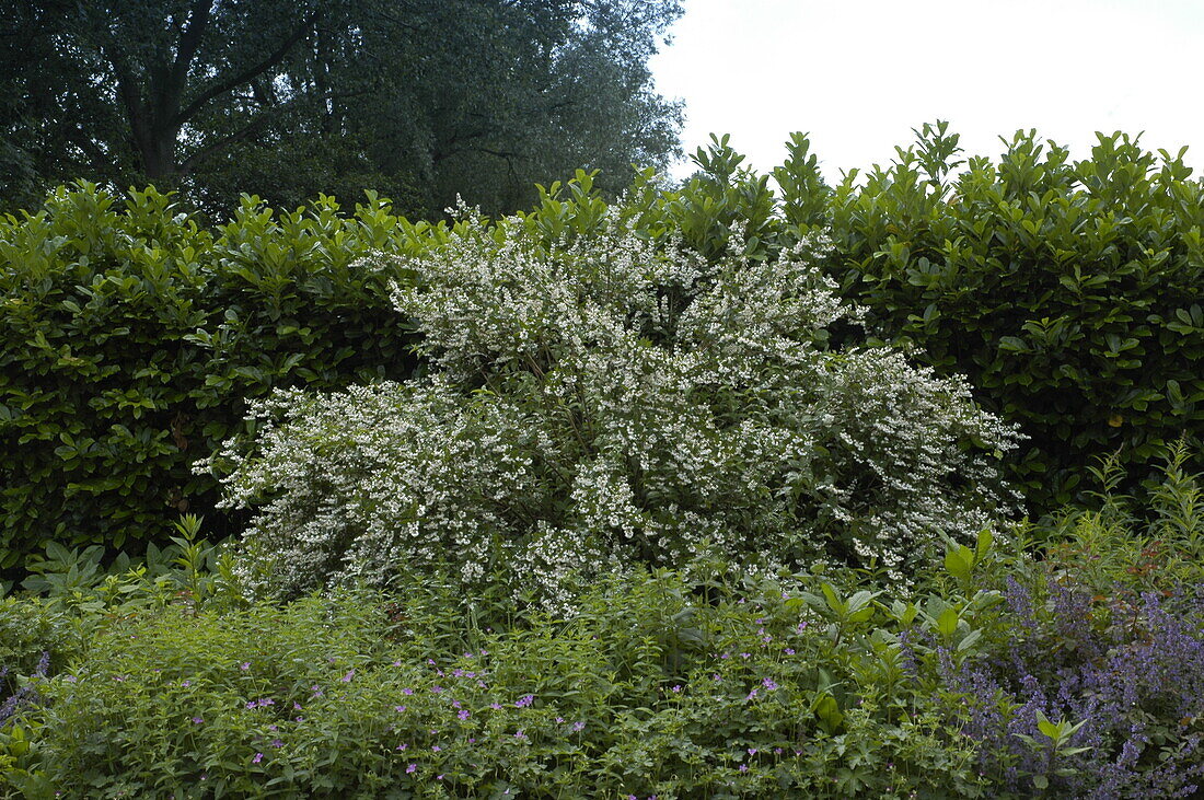 Deutzia