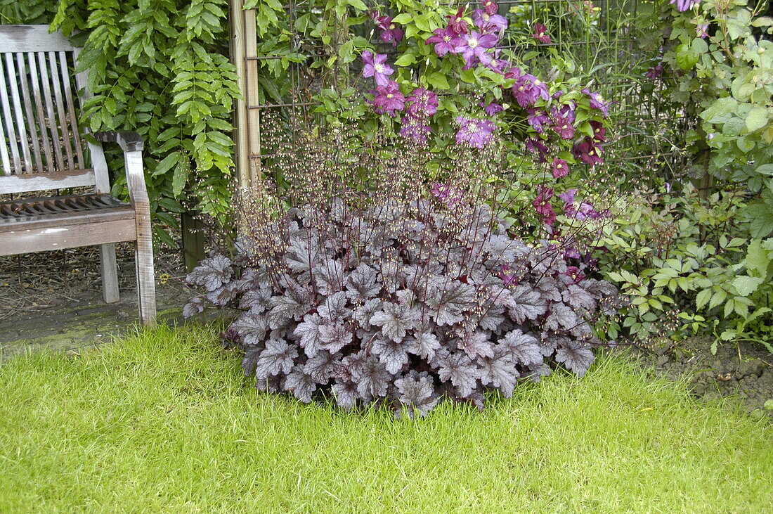 Heuchera micrantha 'Palace Purple' frog