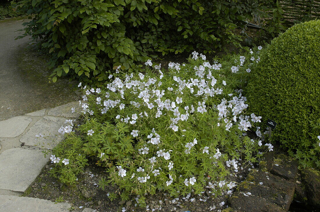 Geranium clarkei 'Kashmir White'