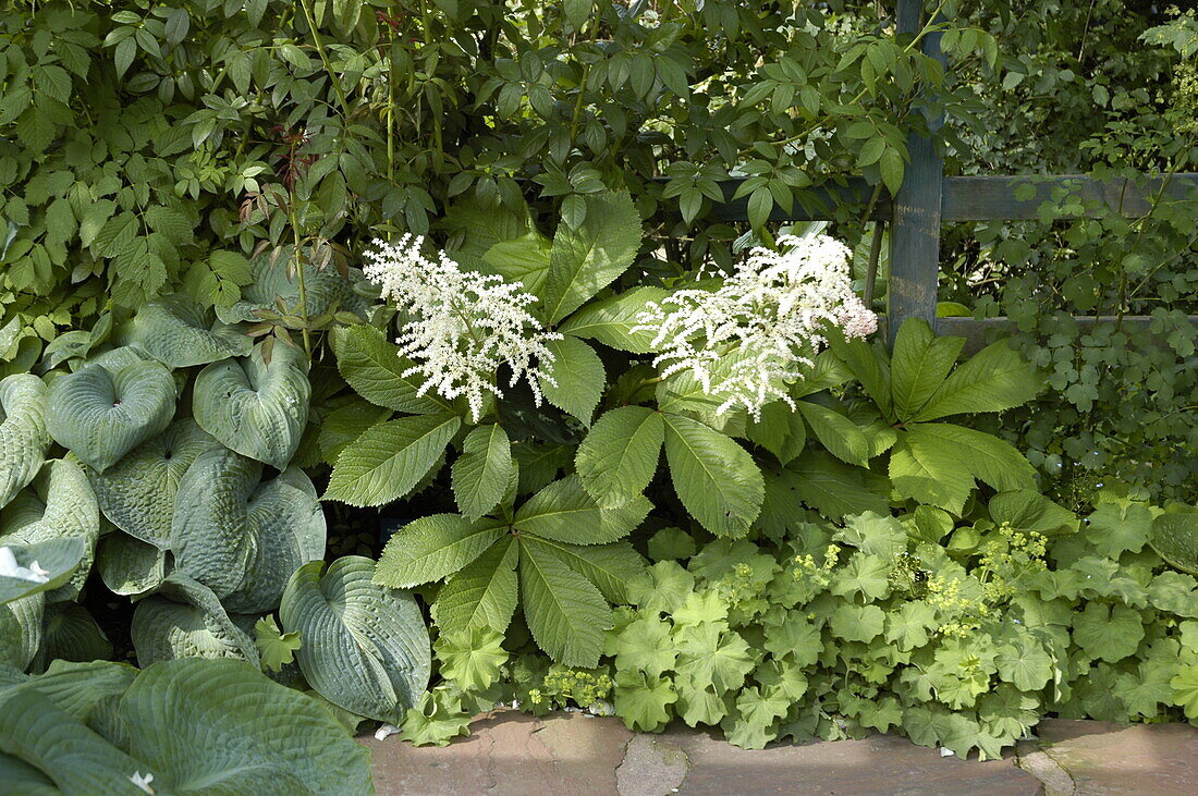 Rodgersia aesculifolia