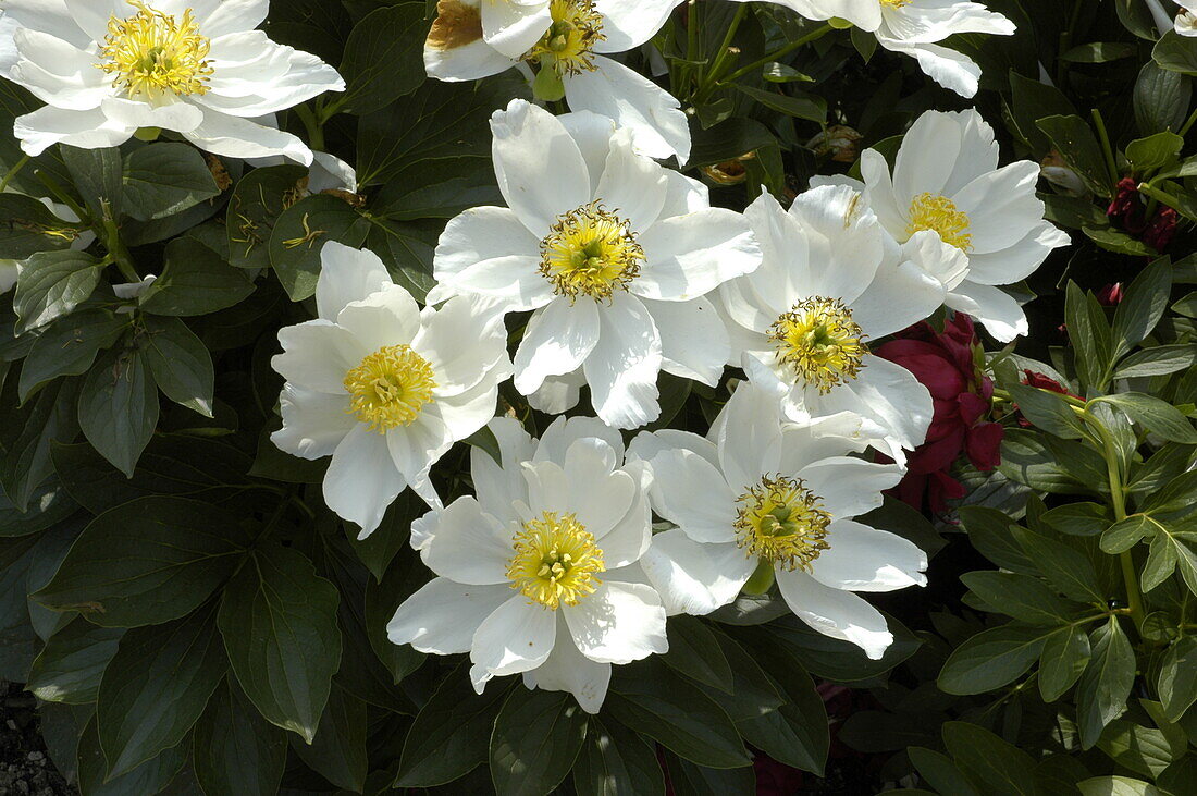 Paeonia lactiflora, single flowering, white