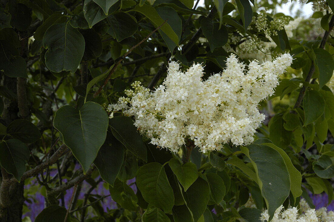 Syringa reticulata 'Ivory Silk