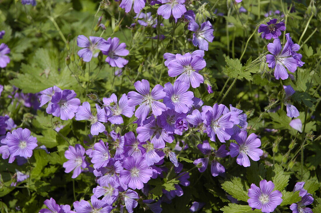 Geranium gracile 'Sirak