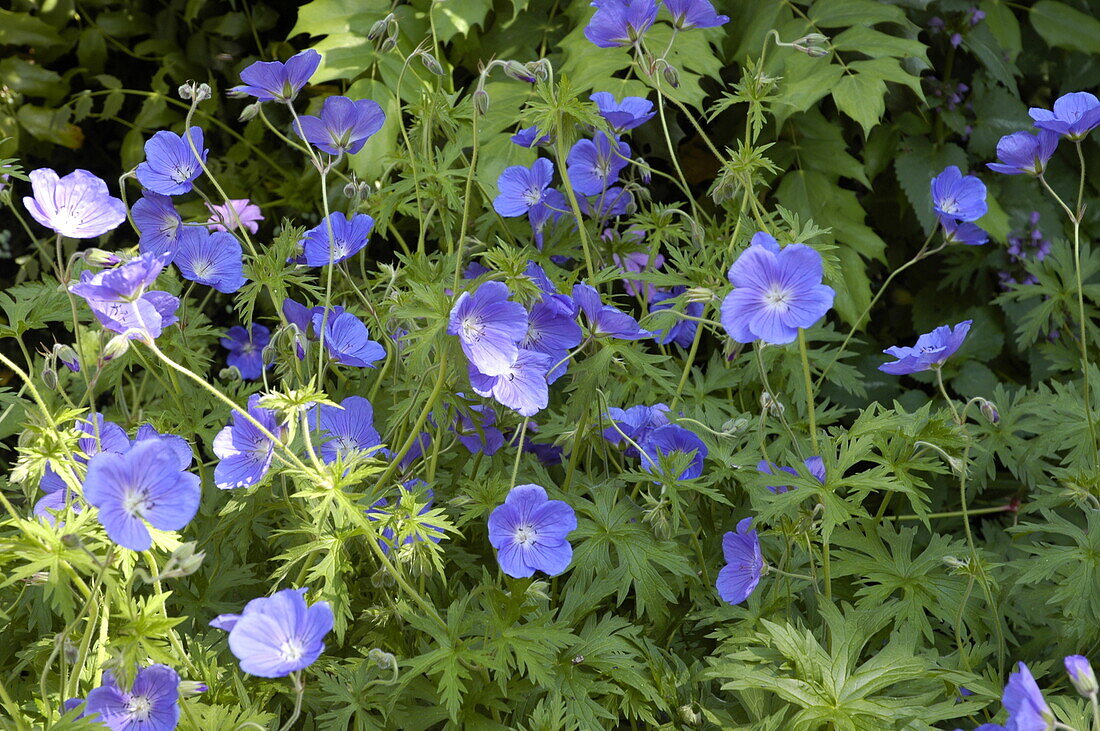 Geranium pratense 'Orion'