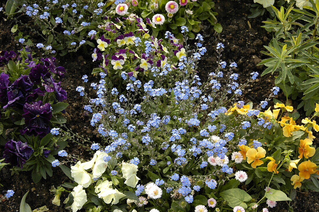 Myosotis sylvatica 'Bluesylva'