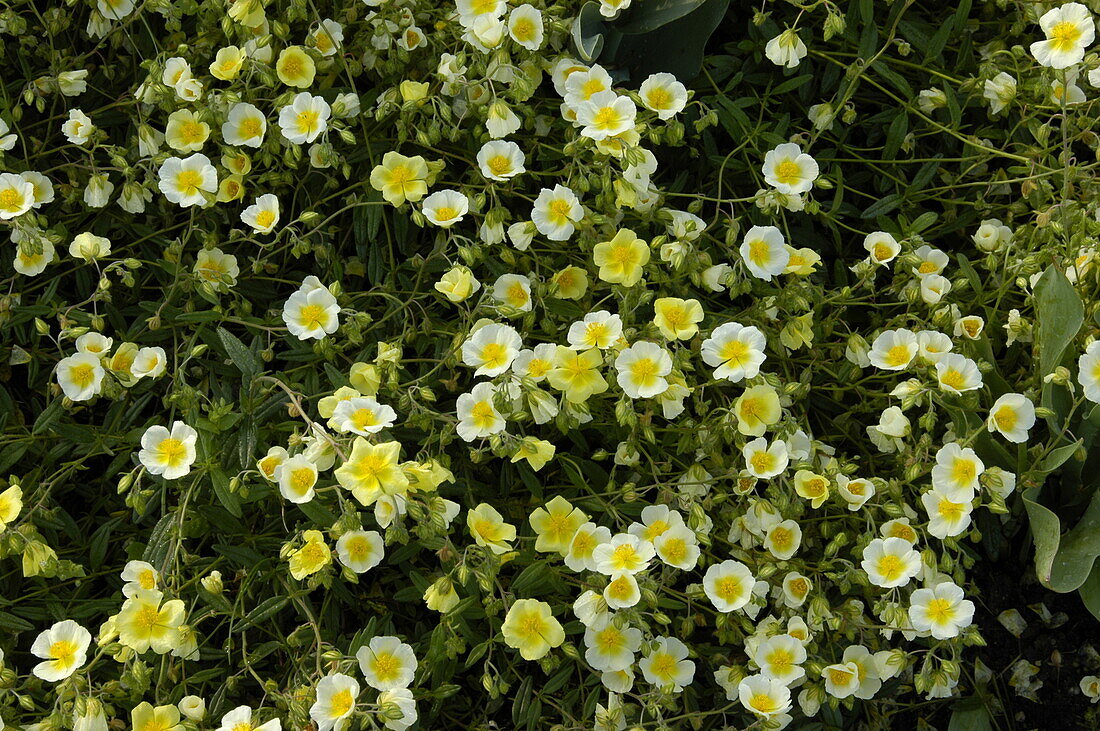 Helianthemum cultorum 'Ivory Gloss