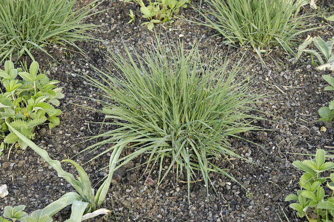 Molinia caerulea 'Edith Dudszus'