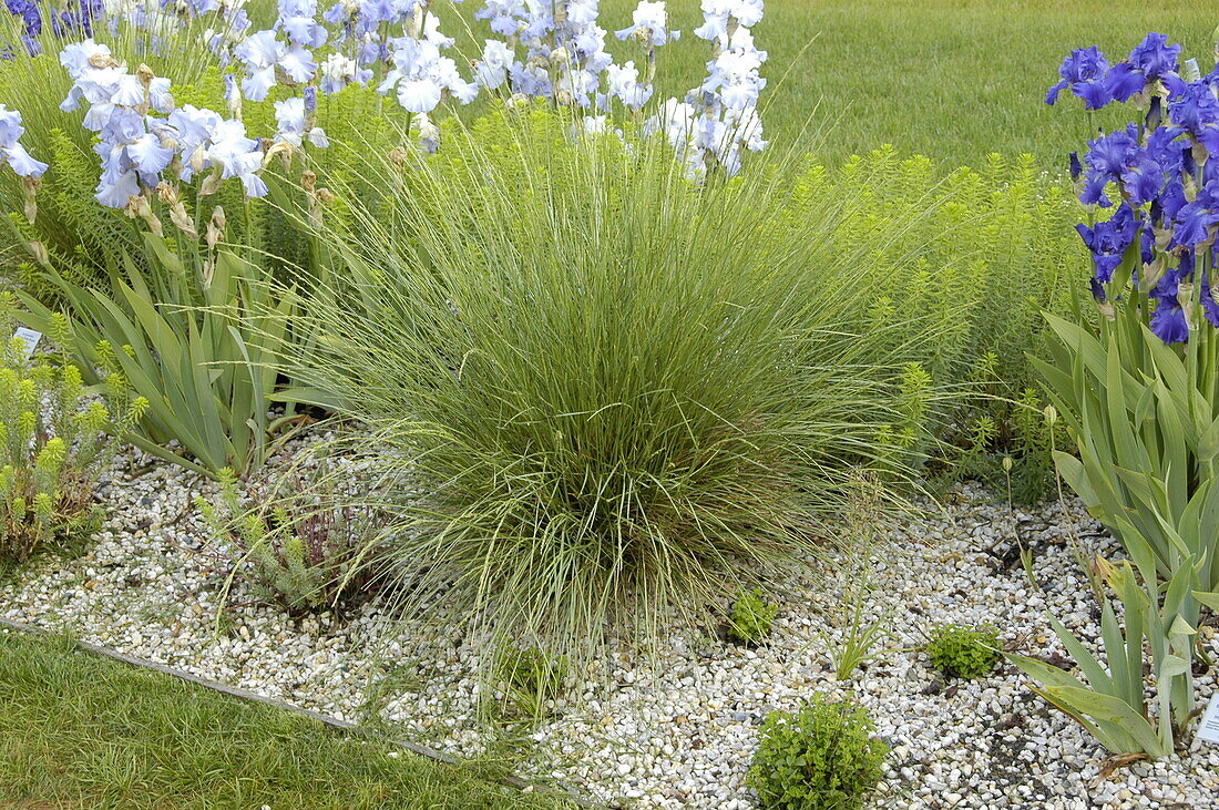 Festuca mairei