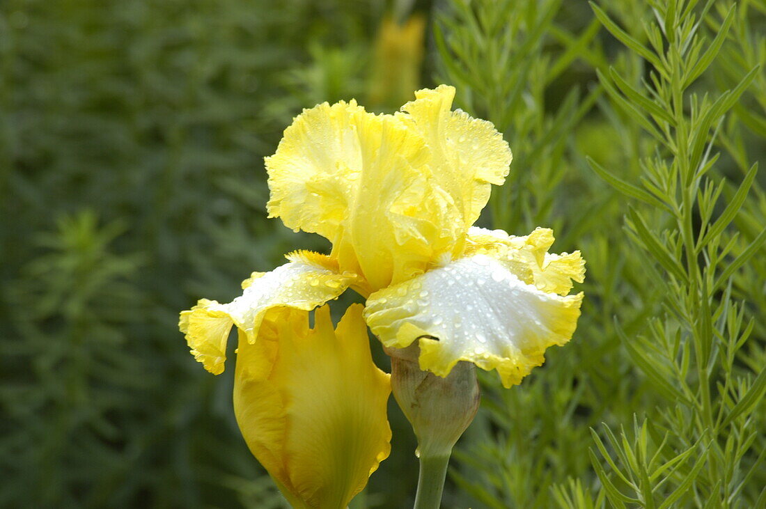 Iris x germanica, yellow-white