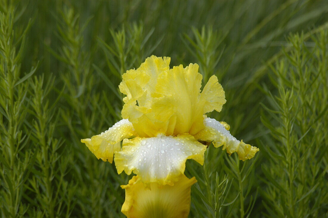 Iris x germanica, gelb-weiß