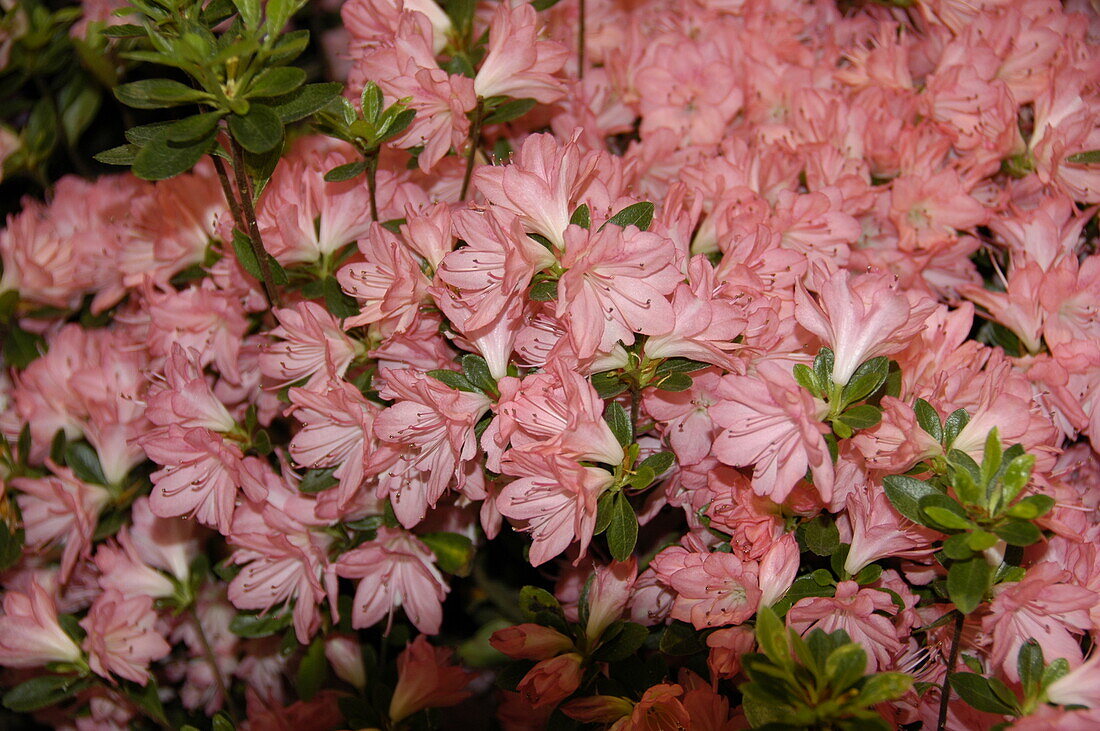 Rhododendron obtusum 'Blaauw's Pink'.