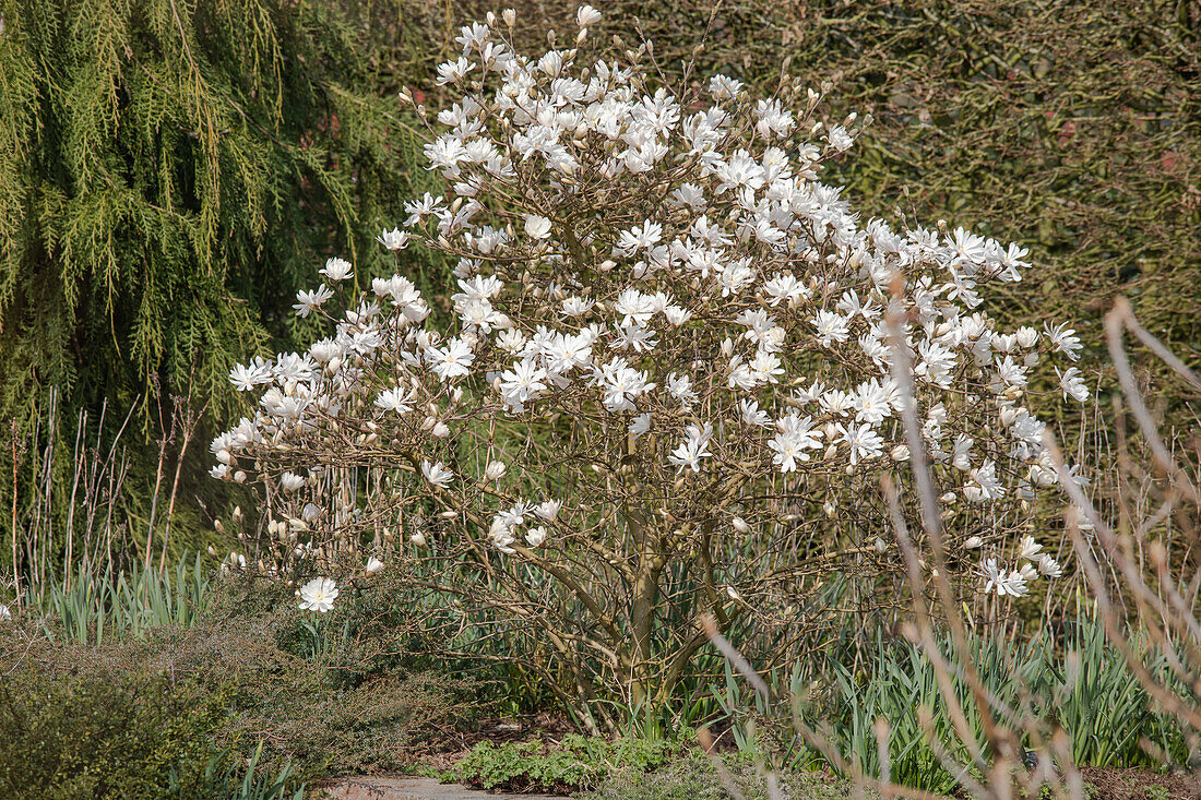 Magnolia stellata 'Royal Star'