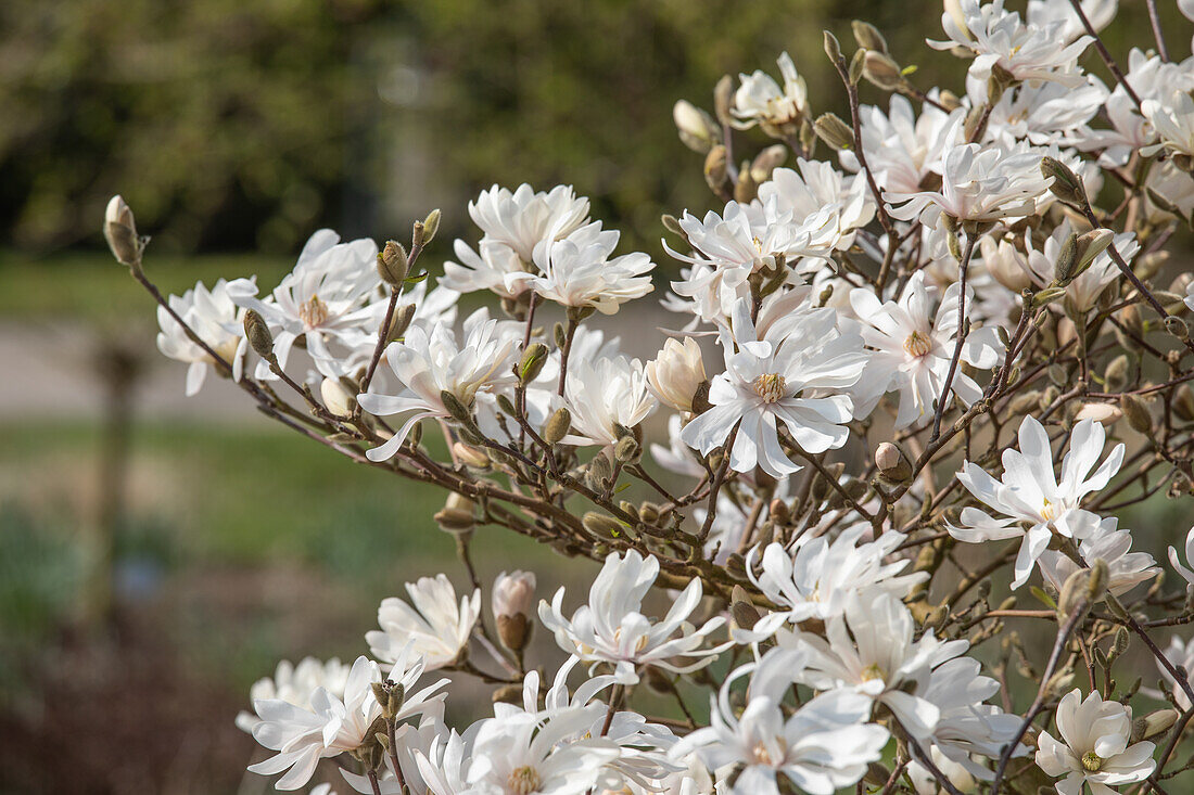 Magnolia stellata 'Royal Star'