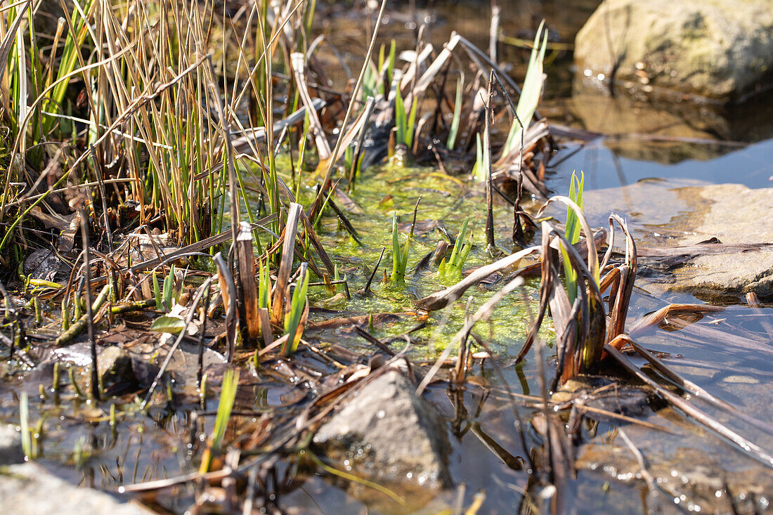 Aquatic plants