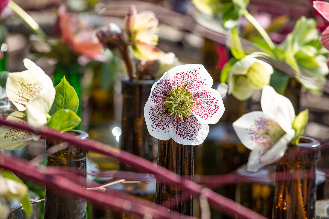 Helleborus