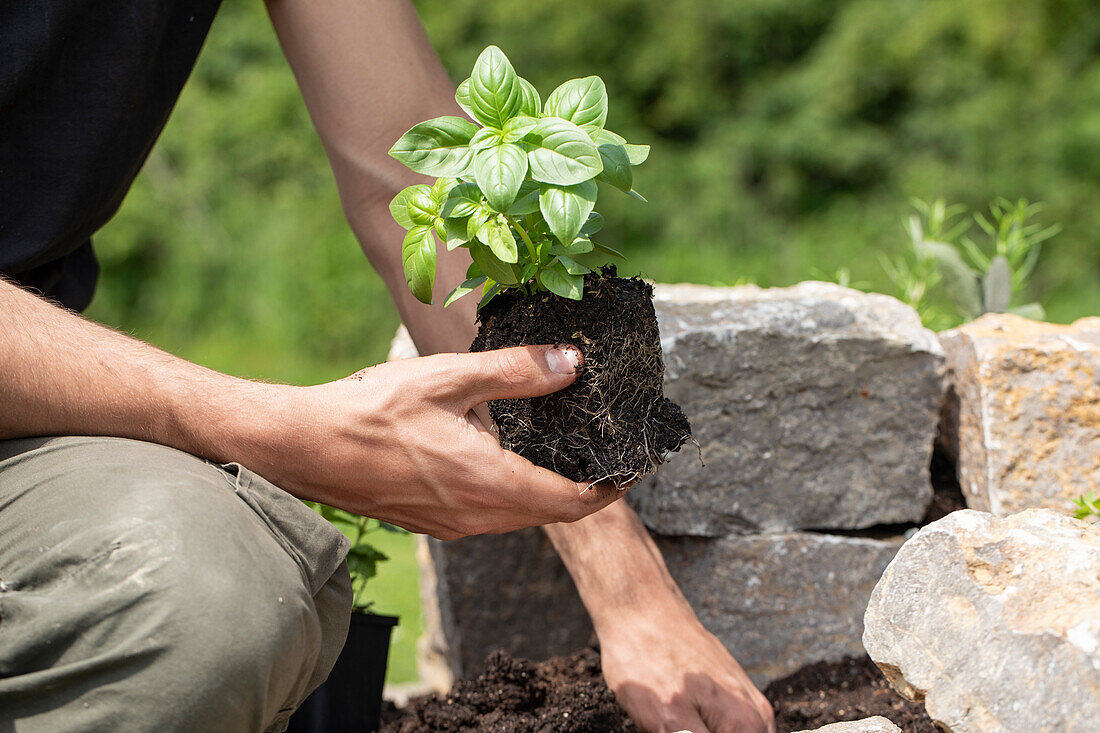 Planting basil