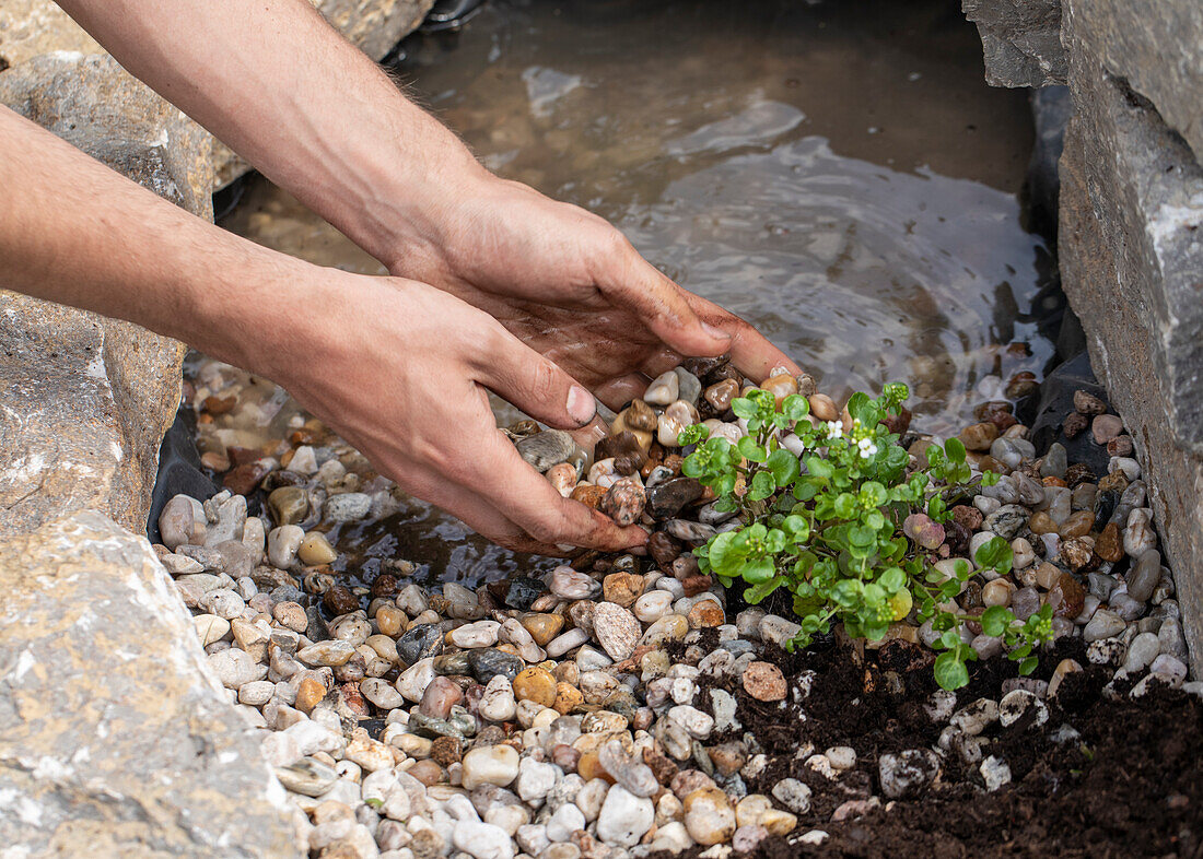 Planting watercress