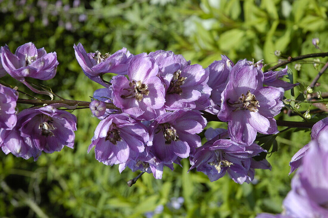 Delphinium, purple
