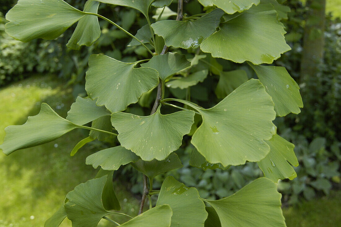 Ginkgo biloba