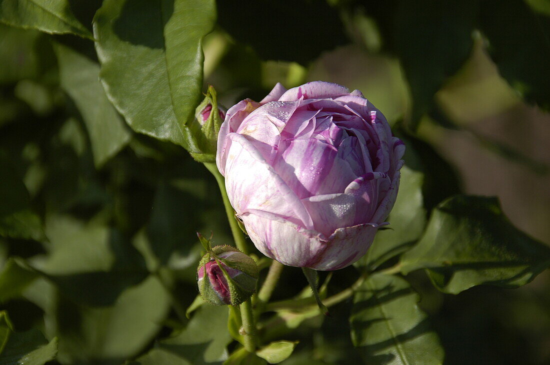 Rosa borbonica 'Province Panachée'