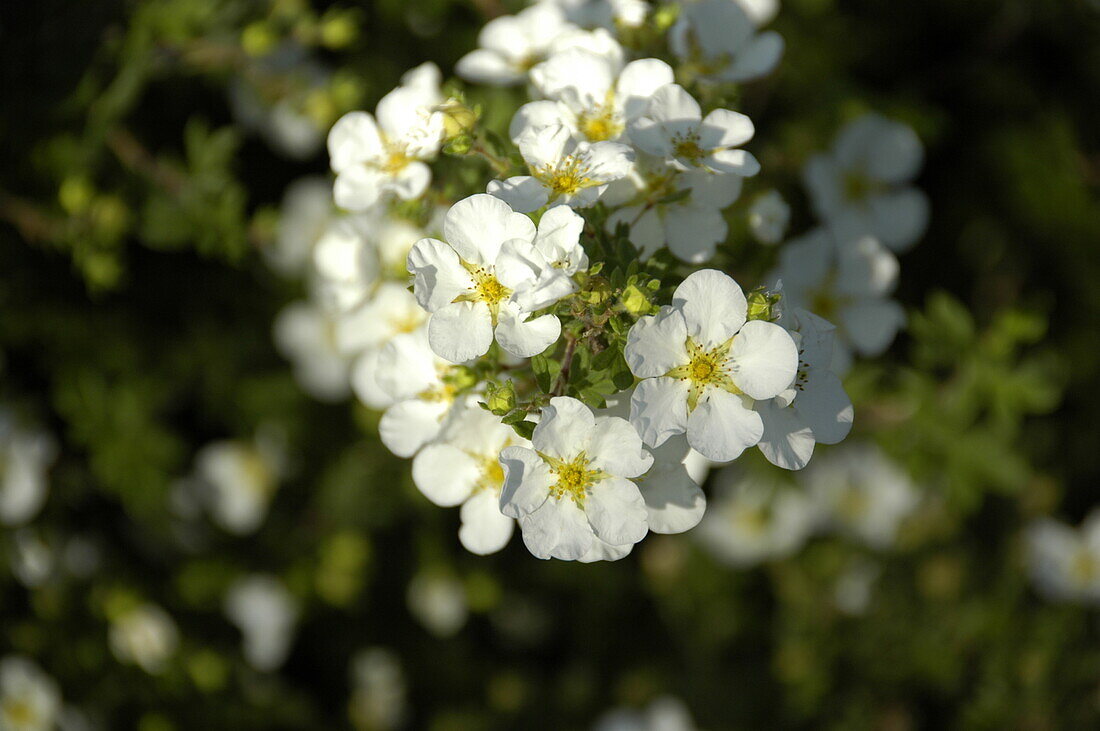 Potentilla fruticosa 'Abbotswood'