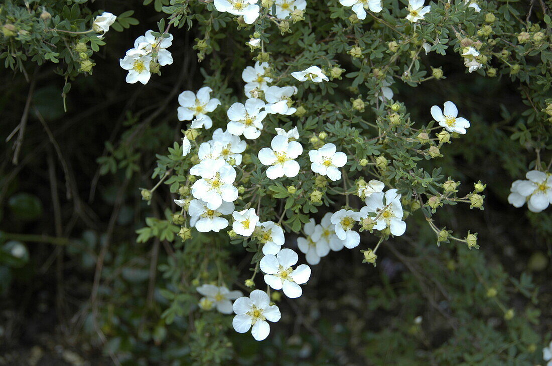 Potentilla fruticosa 'Abbotswood'