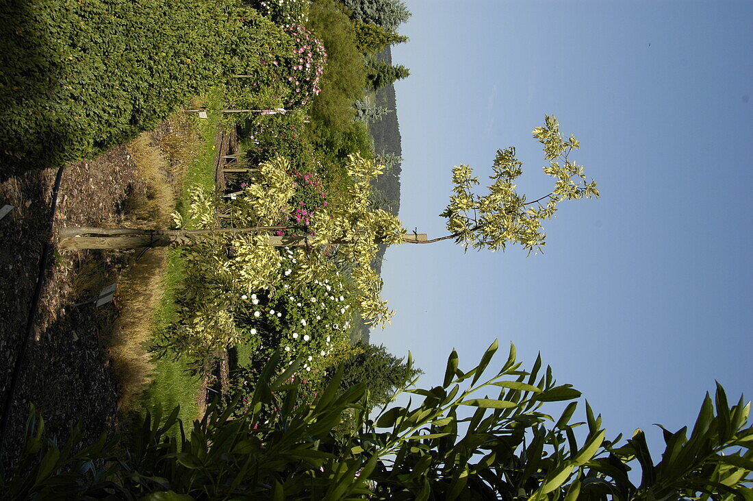 Quercus cerris Variegata