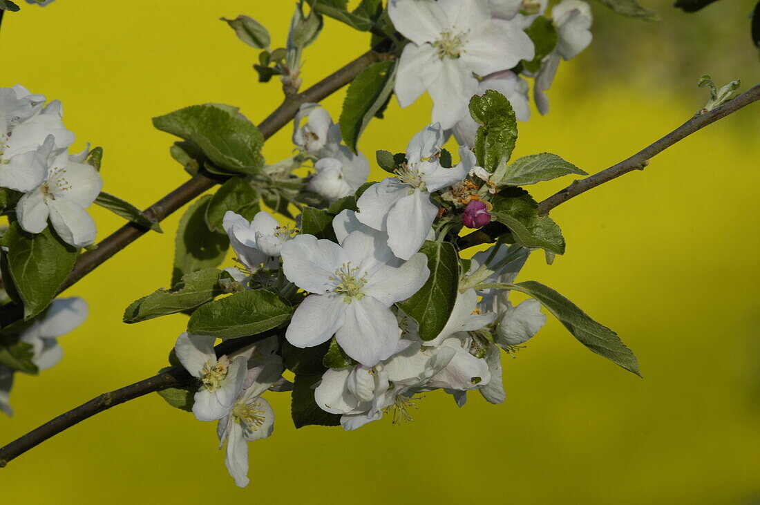 Apple blossom