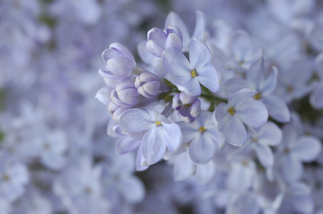 Syringa vulgaris, purple