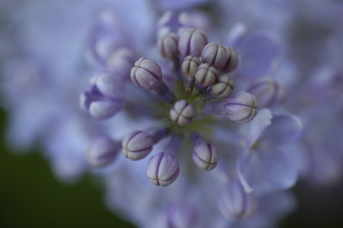 Syringa vulgaris, lila