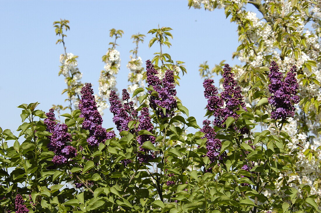 Syringa vulgaris