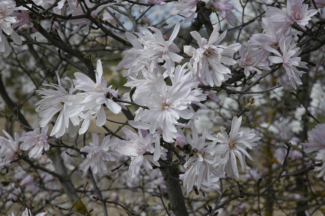 Magnolia stellata 'Chrysanthemumiflora'