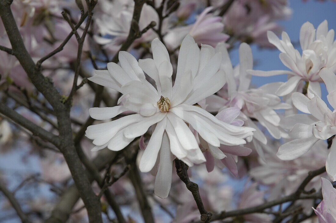 Magnolia stellata 'Chrysanthemumiflora'