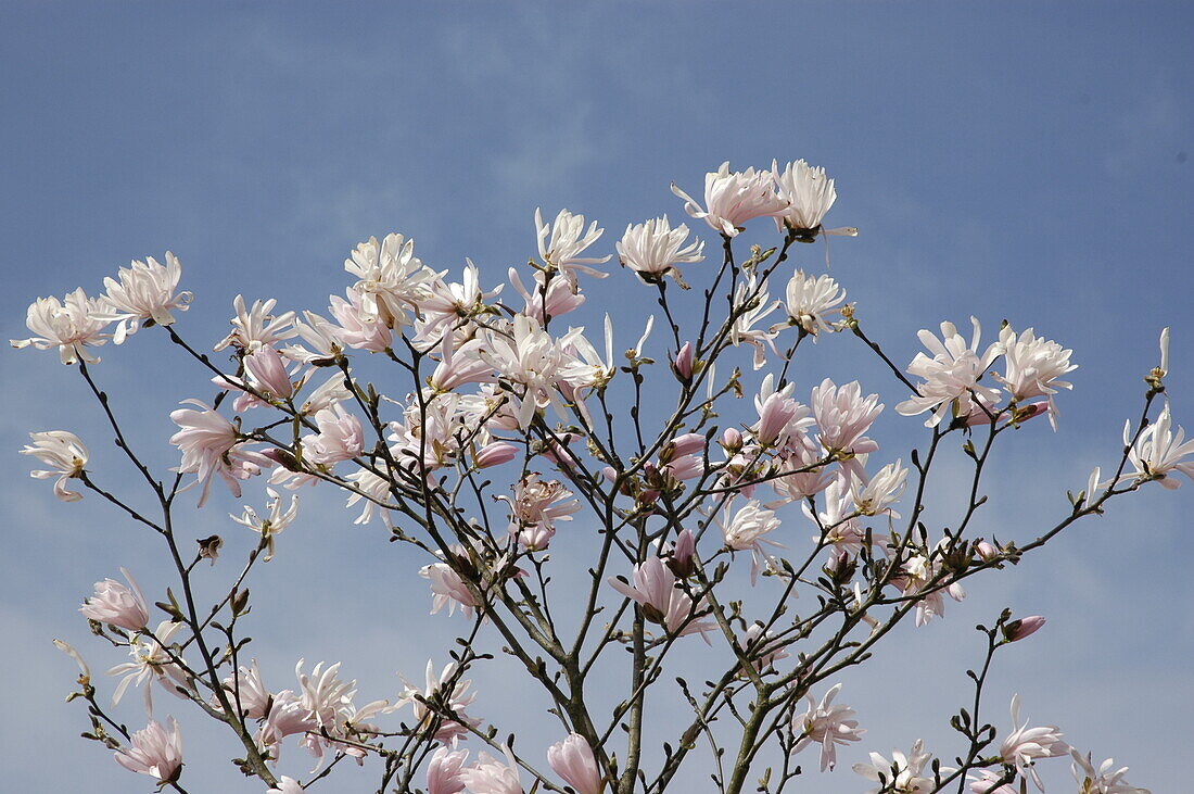 Magnolia stellata Rosea Jane Platt