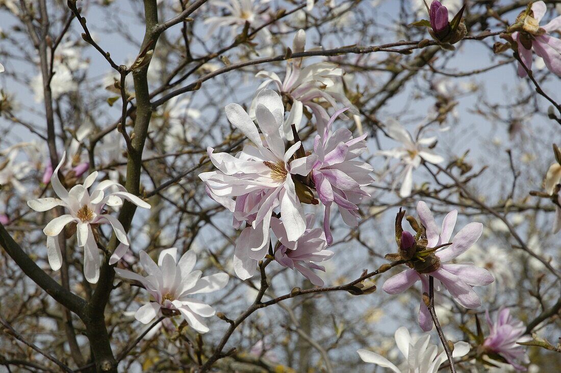 Magnolia x 'Leonard Messel' loebneri