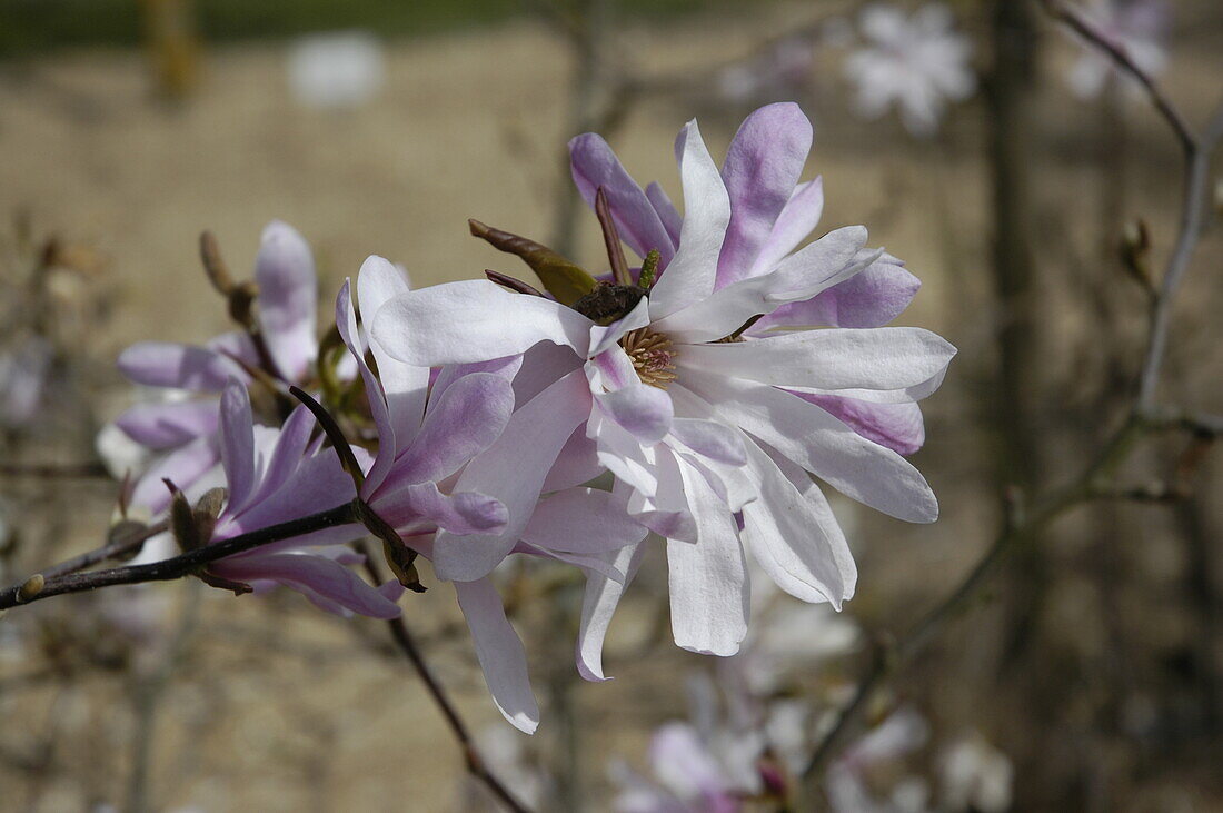 Magnolia x loebneri 'Leonard Messel'