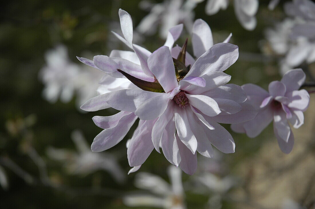 Magnolia x loebneri 'Leonard Messel'