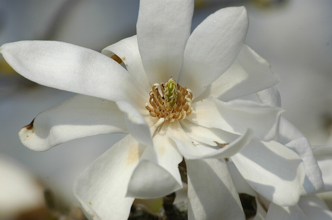 Magnolia x loebneri 'Donna'