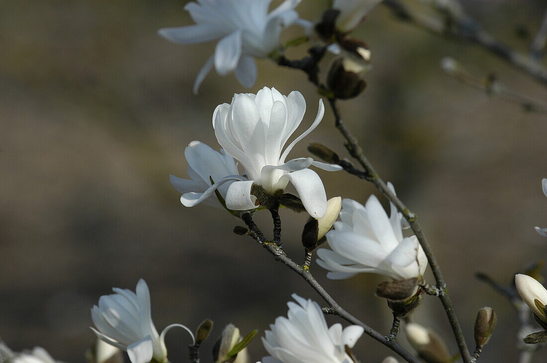 Magnolia stellata 'Royal Star'