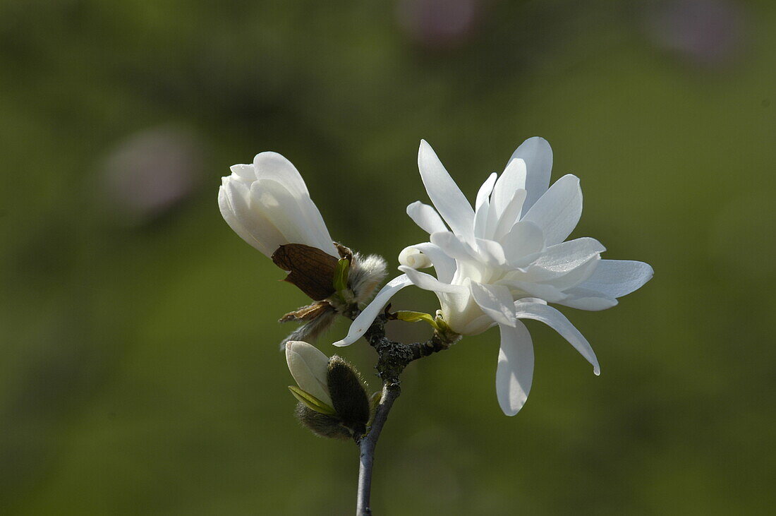 Magnolia stellata 'Royal Star'