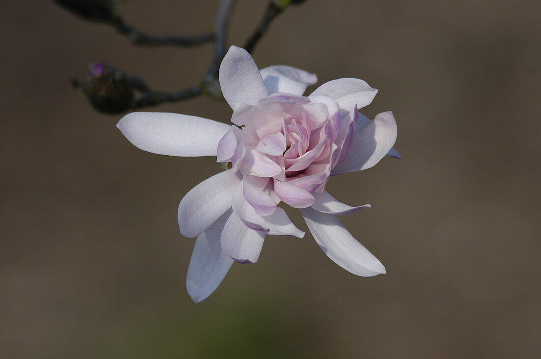 Magnolia stellata 'Rosea'