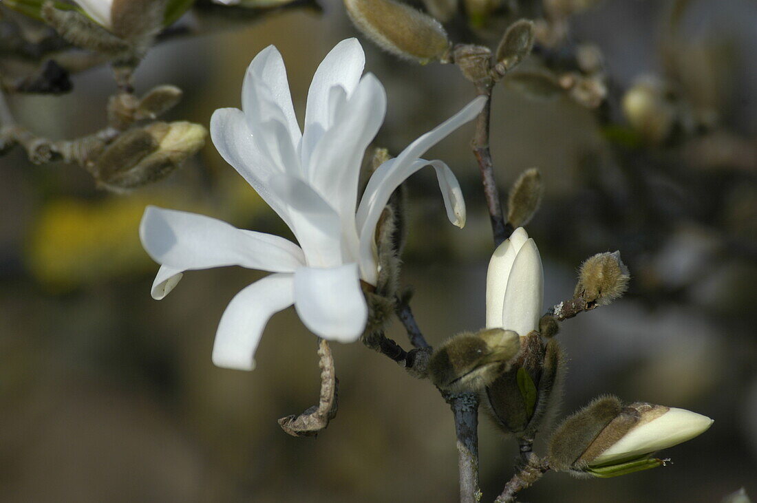 Magnolia stellata 'Waterlily'