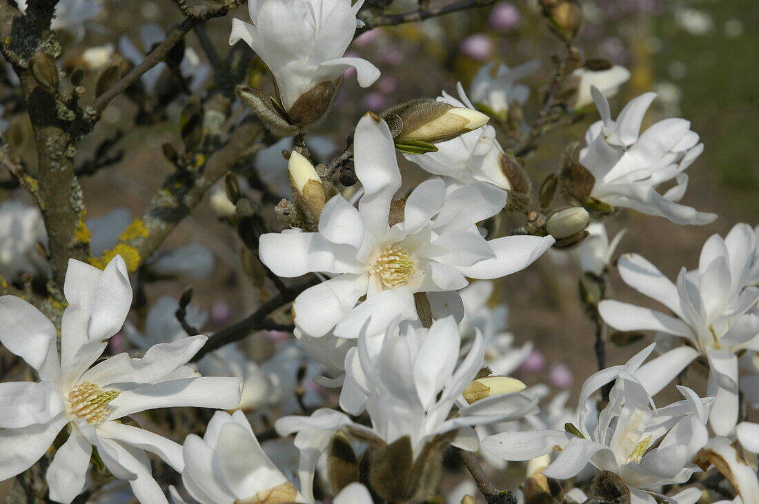 Magnolia stellata 'Waterlily'